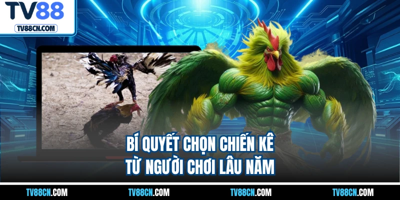 Bí quyết chọn chiến kê từ người chơi lâu năm