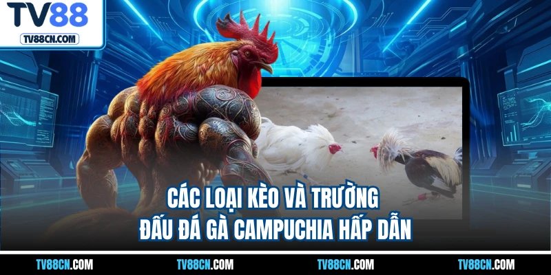 Các loại kèo và trường đấu đá gà Campuchia hấp dẫn