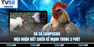 Đá Gà Campuchia - Mẹo Nhận Biết Chiến Kê Mạnh Trong 3 Phút