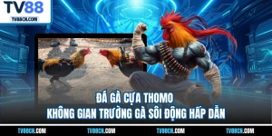 Đá Gà Cựa Thomo - Không Gian Trường Gà Sôi Động Hấp Dẫn
