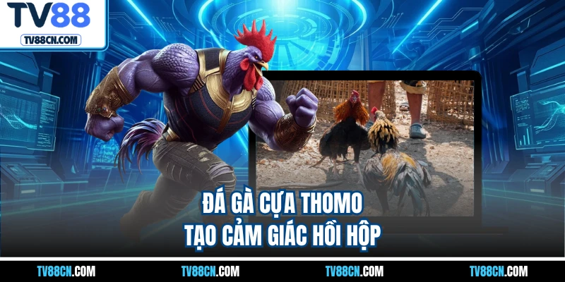 Đá gà cựa Thomo tạo cảm giác hồi hộp