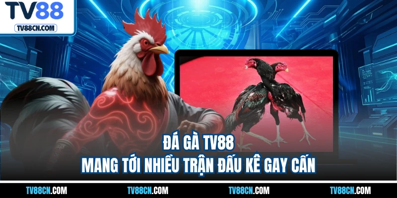Đá gà TV88 mang tới nhiều trận đấu kê gay cấn