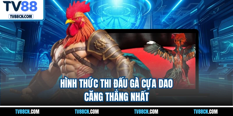 Hình thức thi đấu gà cựa dao căng thẳng nhất