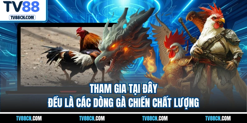 Tham gia tại đây đều là các dòng gà chiến chất lượng